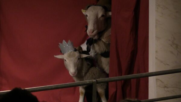 Блеяние ягнят: овцы сыграли Короля Лира на сцене театра в Лондоне