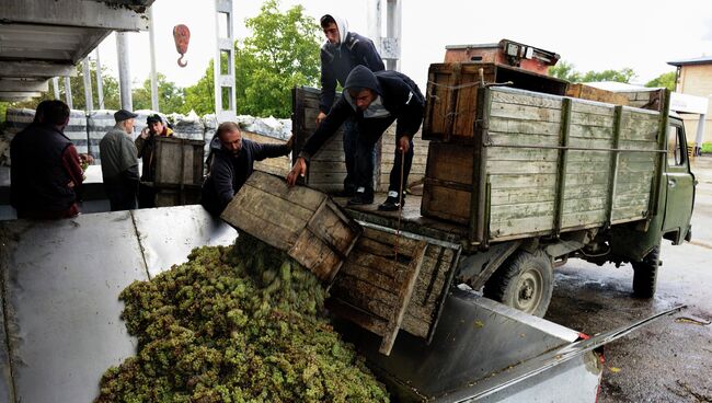 Сбор и переработка винограда на заводе Шато Манави в Кахетии. Архивное фото