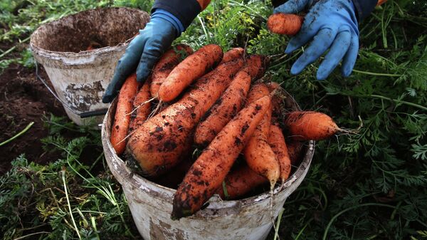 Уборка моркови на поле фермерского хозяйства. Архивное фото