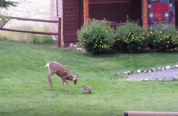 Закадычные друзья: олененок и кролик играют в догонялки