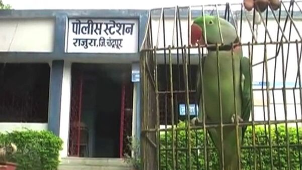 Арест попугая, или За что полиция Индии забрала в участок говорящую птицу