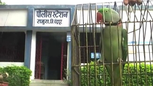 Арест попугая, или За что полиция Индии забрала в участок говорящую птицу