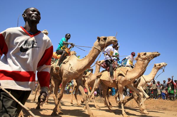 Верблюжье дерби в Кении. Август 2015