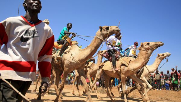 Верблюжье дерби в Кении. Август 2015