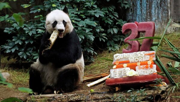 Большая панда Цзя-Цзя празднует 37-летие. Архивное фото