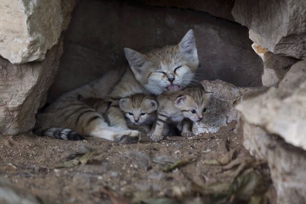 Барханные кошки в сафари-парке Рамат-Ган, Израиль