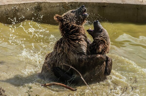 Медведи в бассейне возле одного из озер в Косово