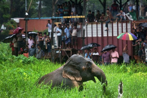Дикий слон, отбившийся от стаи на окраине Индии