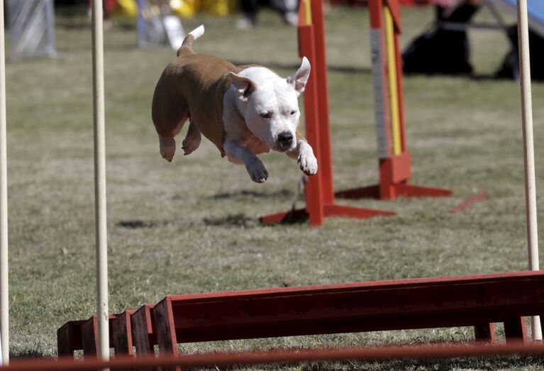 Собака на Agility Riga Cup в Латвии