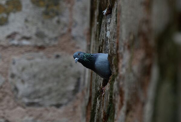 Голубь выглядывает из своего гнезда в стене, Нью-Дели