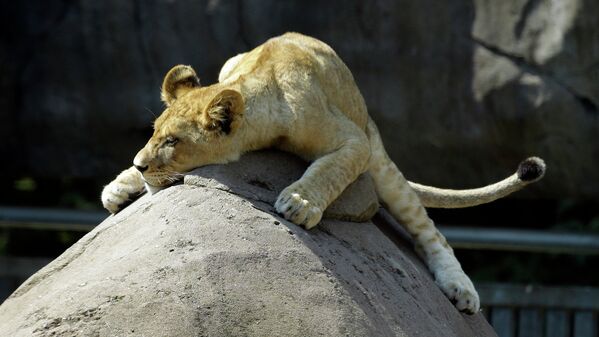 Львенок в зоопарке Орегона