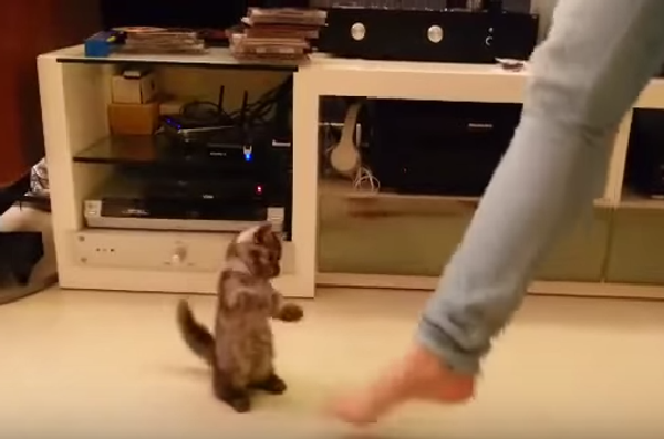 Танцующий котенок