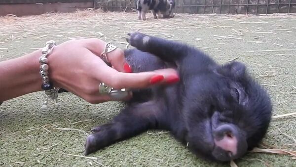 Самая счастливая свинка