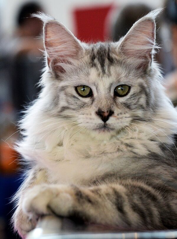 Порода чеширский кот фото настоящий