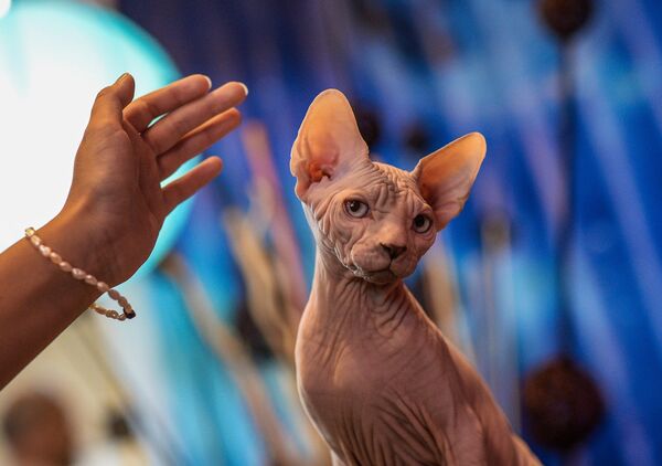 Кошка породы сфинкс на выставке ИнфоКот 2015 на ВДНХ