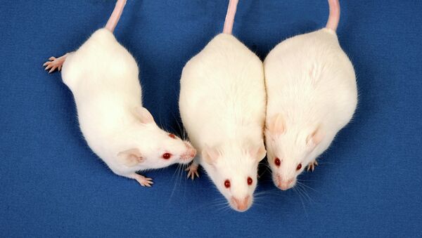 Здоровые мыши и грызуны, страдающие от ожирения