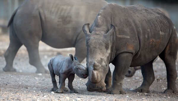 Носороги. Архивное фото
