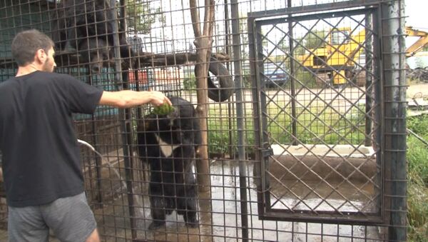 Гималайские медведи вместо собаки: житель Хабаровска завел необычных питомцев