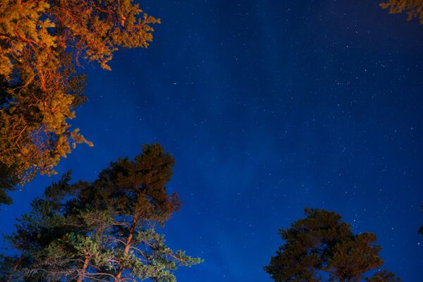 Звездное небо и сосны, подсвеченные светом костра в Республике Карелия