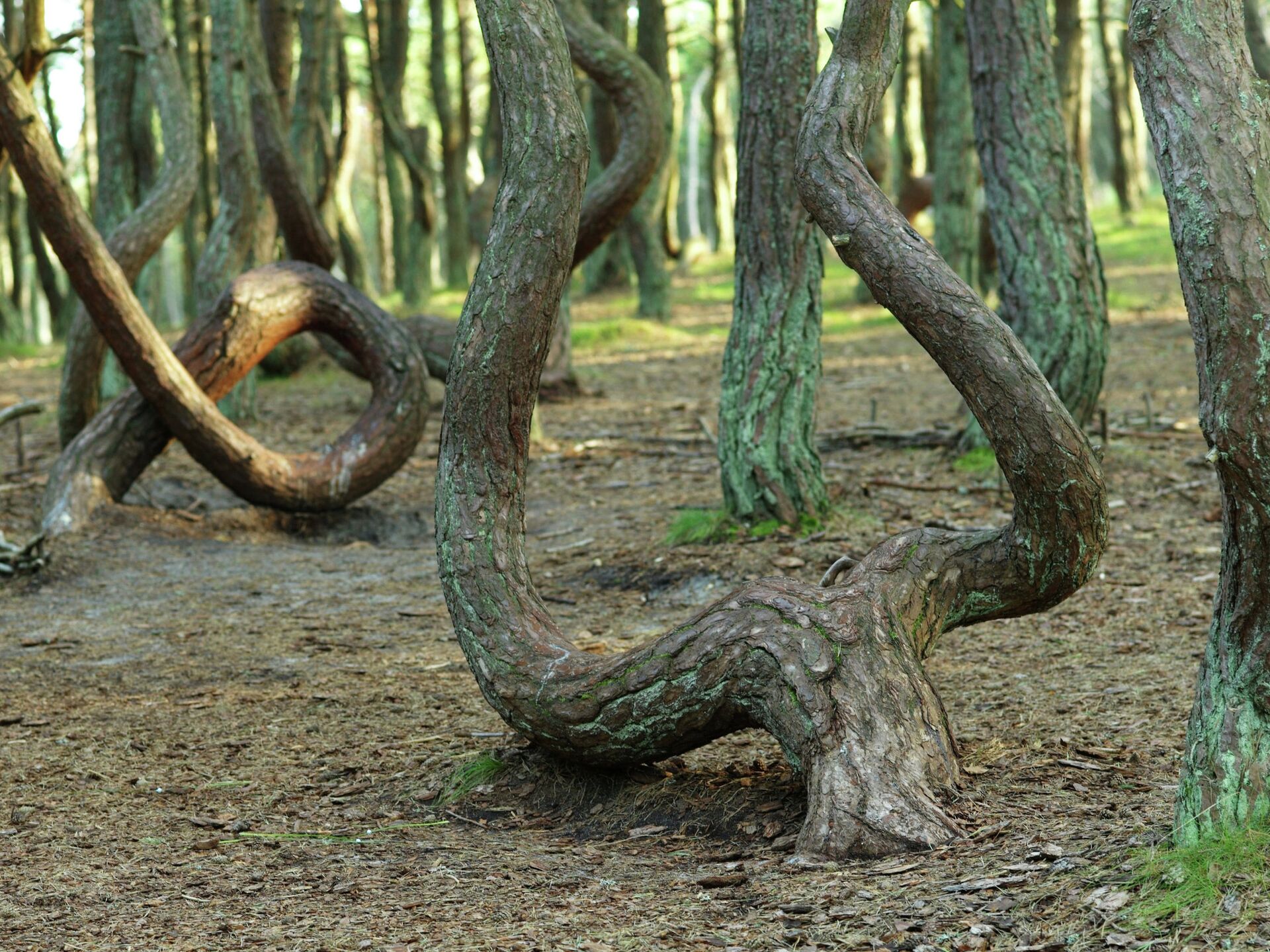 Пляшущий лес. Куршская коса Танцующий лес. Куршская коса Калининград Танцующий лес. Кашрская коса Танцующий лс.