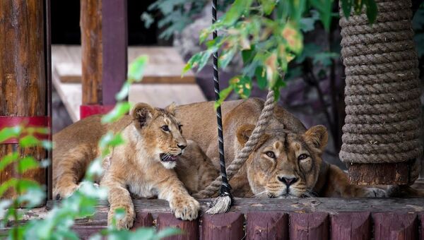 Львы в Уссурийском зоопарке