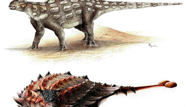 Гобизавр (сверху) и классический анкилозавр вида Ziapelta (снизу)