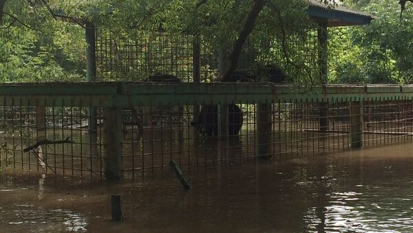 Животные в зоопарке Уссурийска во время наводнения. Август 2015