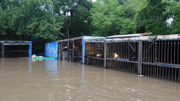 Уссурийский зоопарк после наводнения. Архивное фото