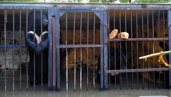 Уссурийский зоопарк после наводнения