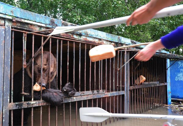Сотрудники МЧС кормят медведя в зоопарке Зелёный остров города Уссурийска, пострадавшем в результате подтопления