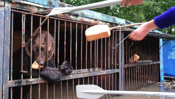 Сотрудники МЧС кормят медведя в зоопарке Зелёный остров города Уссурийска, пострадавшем в результате подтопления. Архивное фото