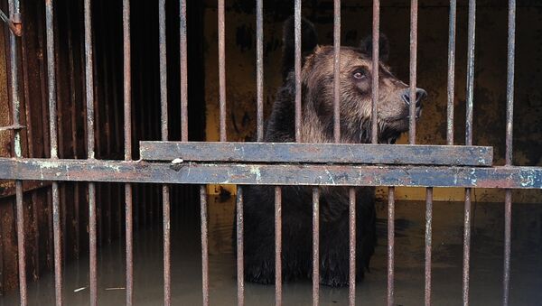 Медведь в зоопарке Зелёный остров города Уссурийска, пострадавшем в результате подтопления