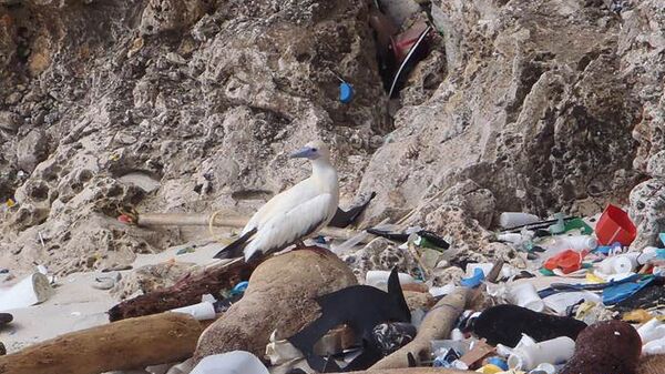 Птица на природной свалке пластиковых отходов в Индийском океане