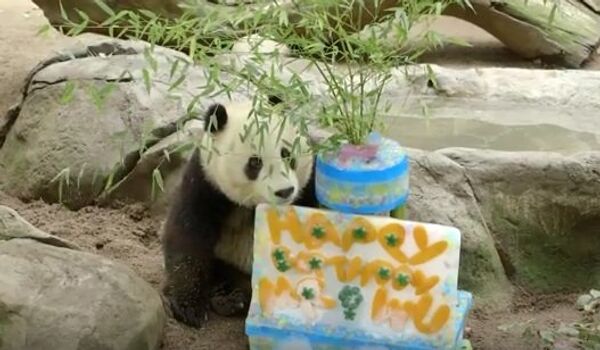 День рождения панды