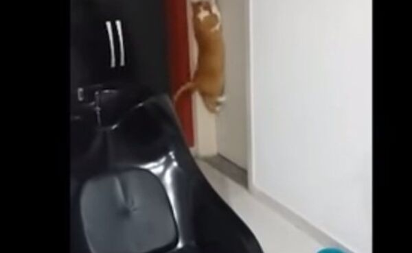 Кот, открывающий двери