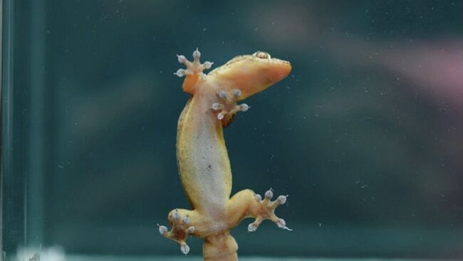 Геккон на поверхности стекла