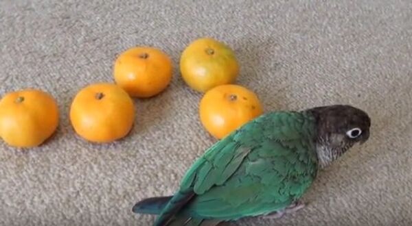 Попугай на защите мандаринов