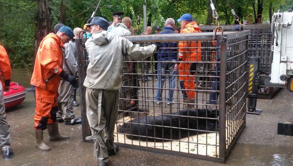Эвакуация медведей из Уссурийского зоопарка
