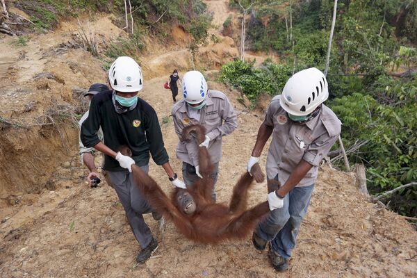 Спасение орангутанга, найденного на плантации пальмового масла в Батанге
