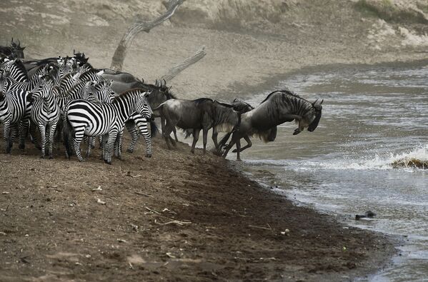 Гну и зебры пересекают реку в заповеднике Масаи Мара