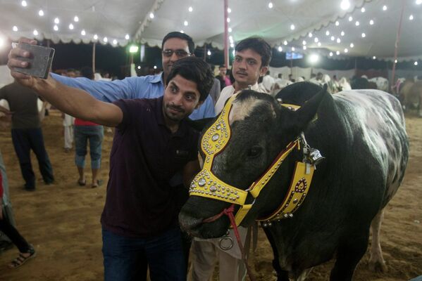 Мужчины делают селфи с животными на рынке рогатого скота в Карачи, Пакистан