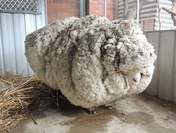 Австралийская овца перед стрижкой