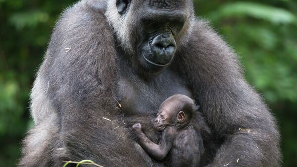 Горилла с детенышем в зоопарке города Цинциннати. Архивное фото