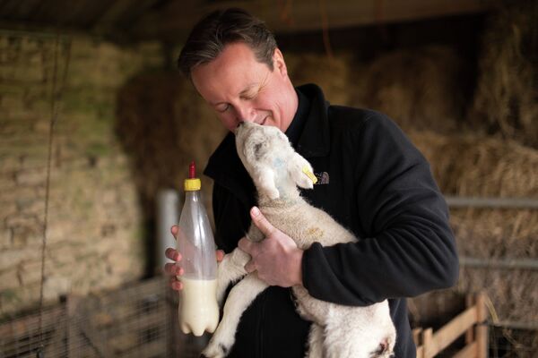 Премьер-министр Великобритании Дэвид Кэмерон кормит ягненка на ферме близ села Чадлингтон