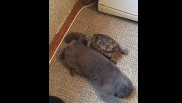 Просто дружба черепахи и кота