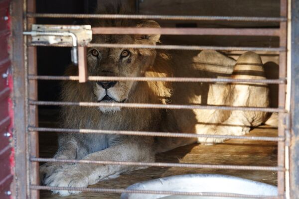 Спасенный во время наводнения из зоопарка лев в импровизированном центре передержки в Уссурийске