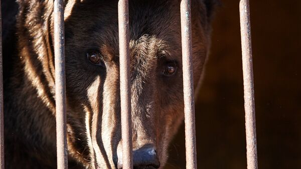 Спасенный во время наводнения из зоопарка медведь в импровизированном центре передержки в Уссурийске