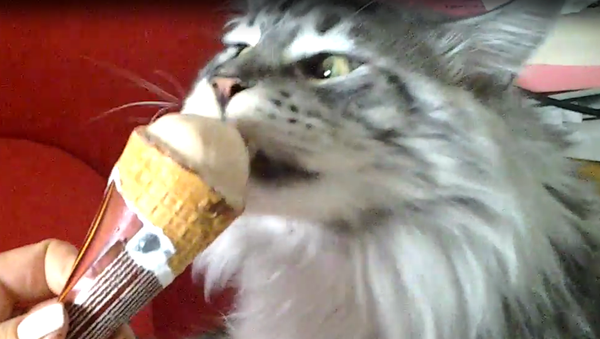 Котик тоже любит мороженое