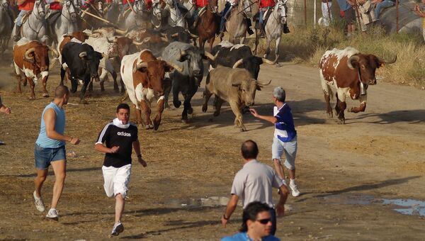 Праздники с участием быков в Медине-дель-Кампо