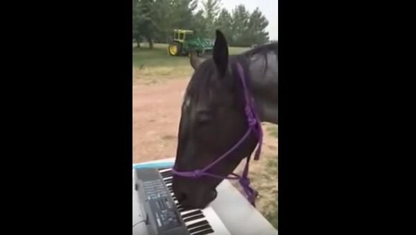 Соло на пианино в исполнении лошади